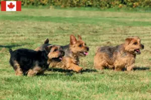 Scopri di più sull'articolo Allevatori di Norfolk Terrier e cuccioli in Canada