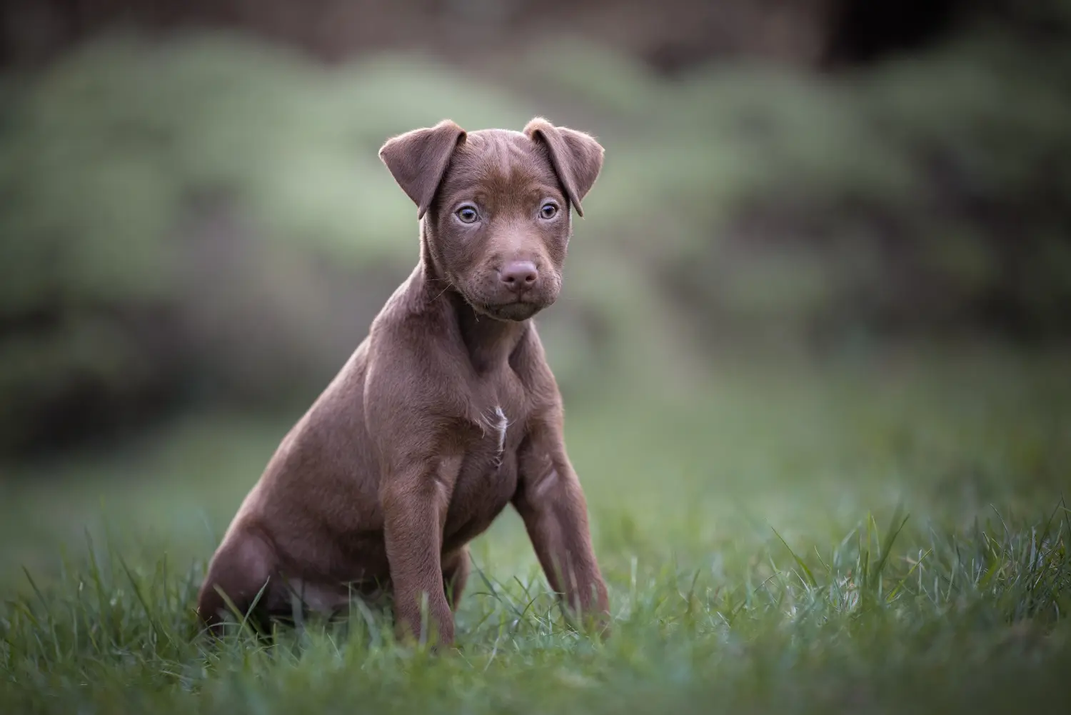 Acquistare un cucciolo di Patterdale Terrier significa assumersi delle responsabilità! Comprare cuccioli di Patterdale Terrier.