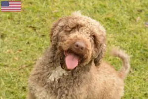 Scopri di più sull'articolo Allevatori di Perro de Agua Español e cuccioli in USA