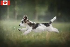 Scopri di più sull'articolo Allevatori di Petit Basset Griffon Vendéen e cuccioli in Canada