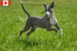 Scopri di più sull'articolo Allevatori di Podenco e cuccioli in Canada