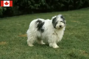 Scopri di più sull'articolo Allevatori di PON e cuccioli in Canada