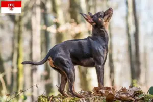 Scopri di più sull'articolo Allevatori e cuccioli di Prager Rattler a Brandeburgo