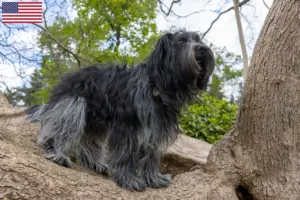 Scopri di più sull'articolo Allevatori di Schapendoes e cuccioli in USA