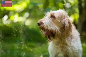 Scopri di più sull'articolo Allevatori di Spinone Italiano e cuccioli in USA