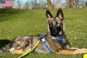 Scopri di più sull'articolo Allevatori di cani da compagnia Sylvan e cuccioli in USA