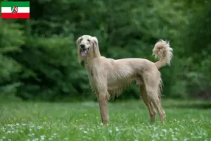 Scopri di più sull'articolo Allevatori di Taigan e cuccioli in Nord Reno-Westfalia