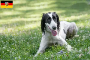 Scopri di più sull'articolo Allevatori di Taigan e cuccioli in Saarland