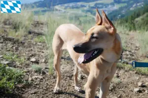 Scopri di più sull'articolo Allevatori di cani e cuccioli di Taiwan in Baviera