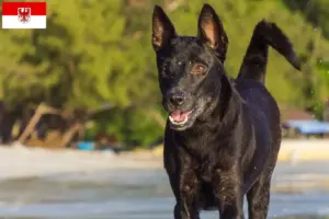 Scopri di più sull'articolo Allevatori di cani e cuccioli di Taiwan a Brandenburg