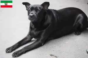 Scopri di più sull'articolo Allevatori di cani e cuccioli di Taiwan in Nord Reno-Westfalia