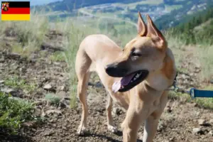Scopri di più sull'articolo Allevatori di cani Taiwan e cuccioli in Renania-Palatinato