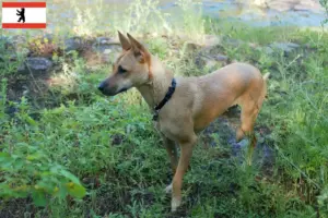 Scopri di più sull'articolo Allevatore di cani e cuccioli di Taiwan a Berlino