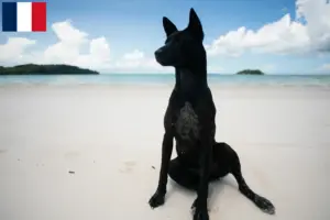Scopri di più sull'articolo Allevatori di cani e cuccioli di Taiwan in Francia