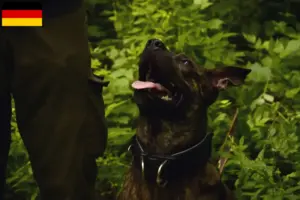 Scopri di più sull'articolo Allevatori di cani e cuccioli di Taiwan in Germania