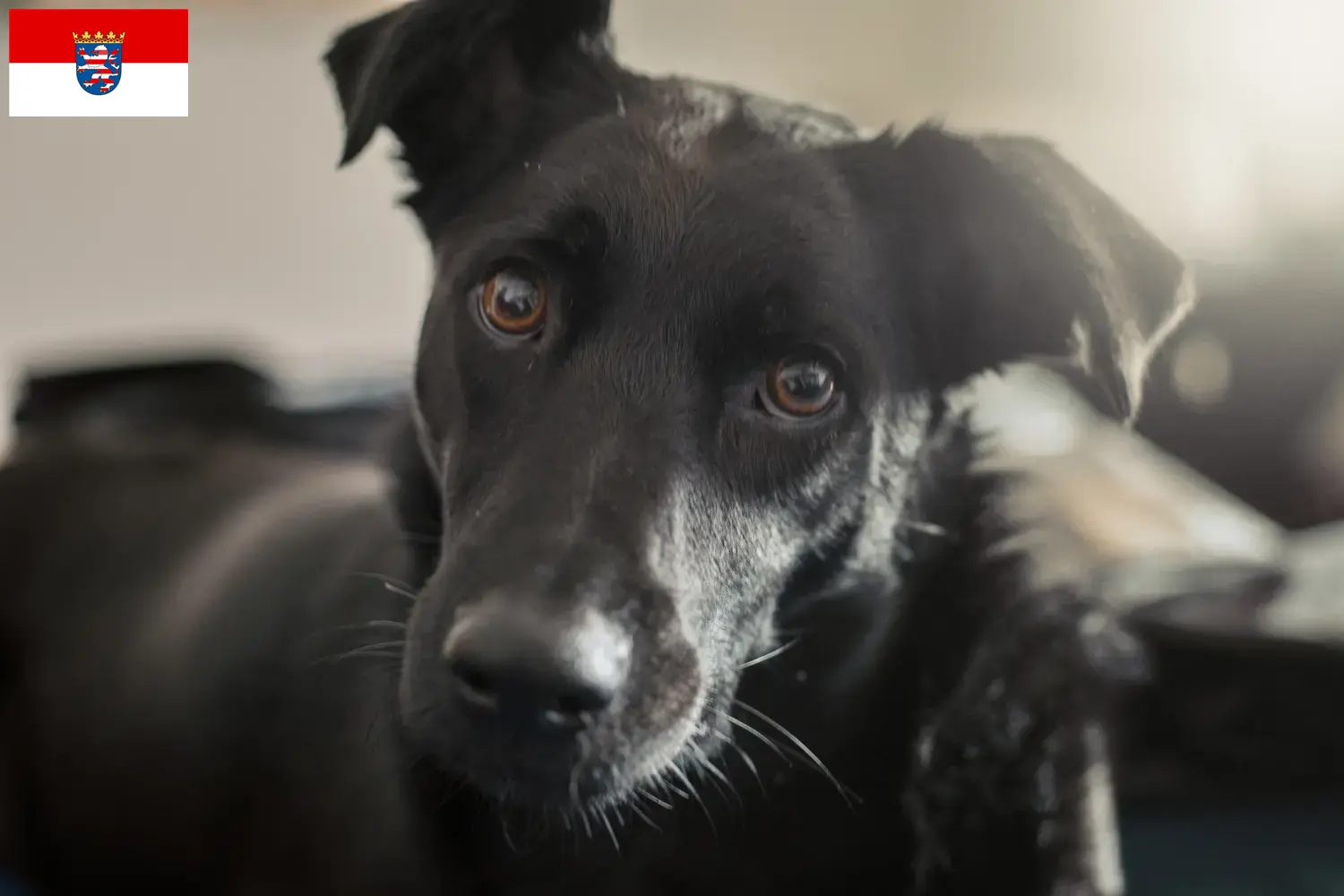 Cuccioli di cani Taiwan e allevatori Hessen Trova qui gli allevatori di cani di Taiwan in Assia.