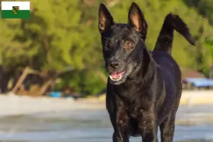 Scopri di più sull'articolo Allevatori di cani e cuccioli di Taiwan in Sassonia