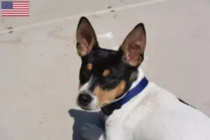Scopri di più sull'articolo Allevatori di Teddy Roosevelt Terrier e cuccioli negli Stati Uniti d’America