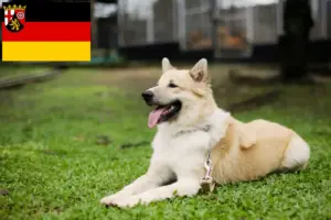Scopri di più sull'articolo Thai Bangkaew Allevatori di cani e cuccioli in Renania-Palatinato