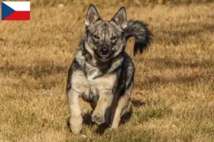 Scopri di più sull'articolo Allevatori di Västgötaspets e cuccioli nella Repubblica Ceca