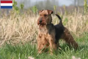 Scopri di più sull'articolo Allevatori di Welsh Terrier e cuccioli in Olanda