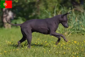 Scopri di più sull'articolo Allevatori e cuccioli di Xolo in Portogallo