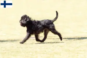 Scopri di più sull'articolo Allevatori di Affenpinscher e cuccioli in Finlandia