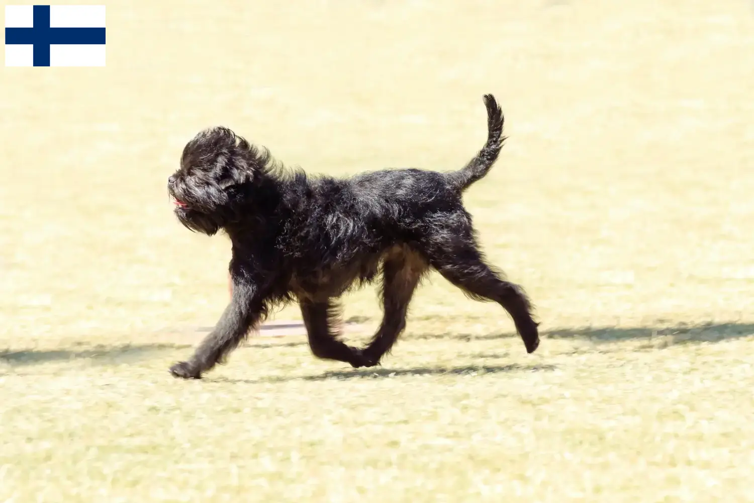 Cuccioli di Affenpinscher e allevatori Finlandia Qui potete trovare gli allevatori di Affenpinscher in Finlandia.