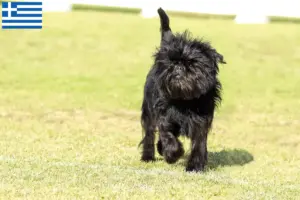Scopri di più sull'articolo Allevatori di Affenpinscher e cuccioli in Grecia