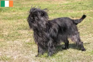 Scopri di più sull'articolo Allevatori di Affenpinscher e cuccioli in Irlanda