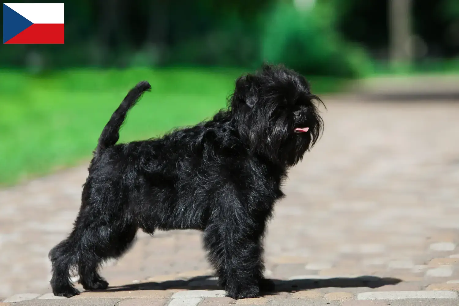 Cuccioli di Affenpinscher e allevatori Repubblica Ceca Qui potete trovare gli allevatori di Affenpinscher in Repubblica Ceca.