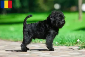 Scopri di più sull'articolo Allevatori e cuccioli di Affenpinscher in Romania