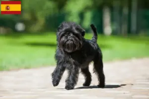 Scopri di più sull'articolo Allevatori di Affenpinscher e cuccioli in Spagna