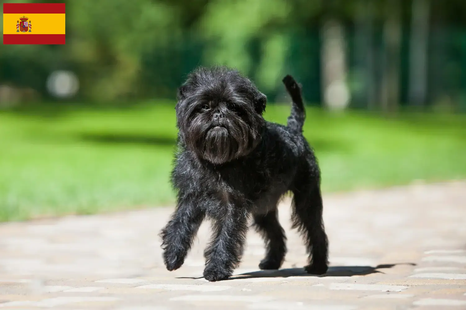 Cuccioli di Affenpinscher e allevatori Spagna Qui potete trovare gli allevatori di Affenpinscher in Spagna.