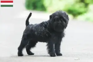Scopri di più sull'articolo Allevatori di Affenpinscher e cuccioli in Ungheria