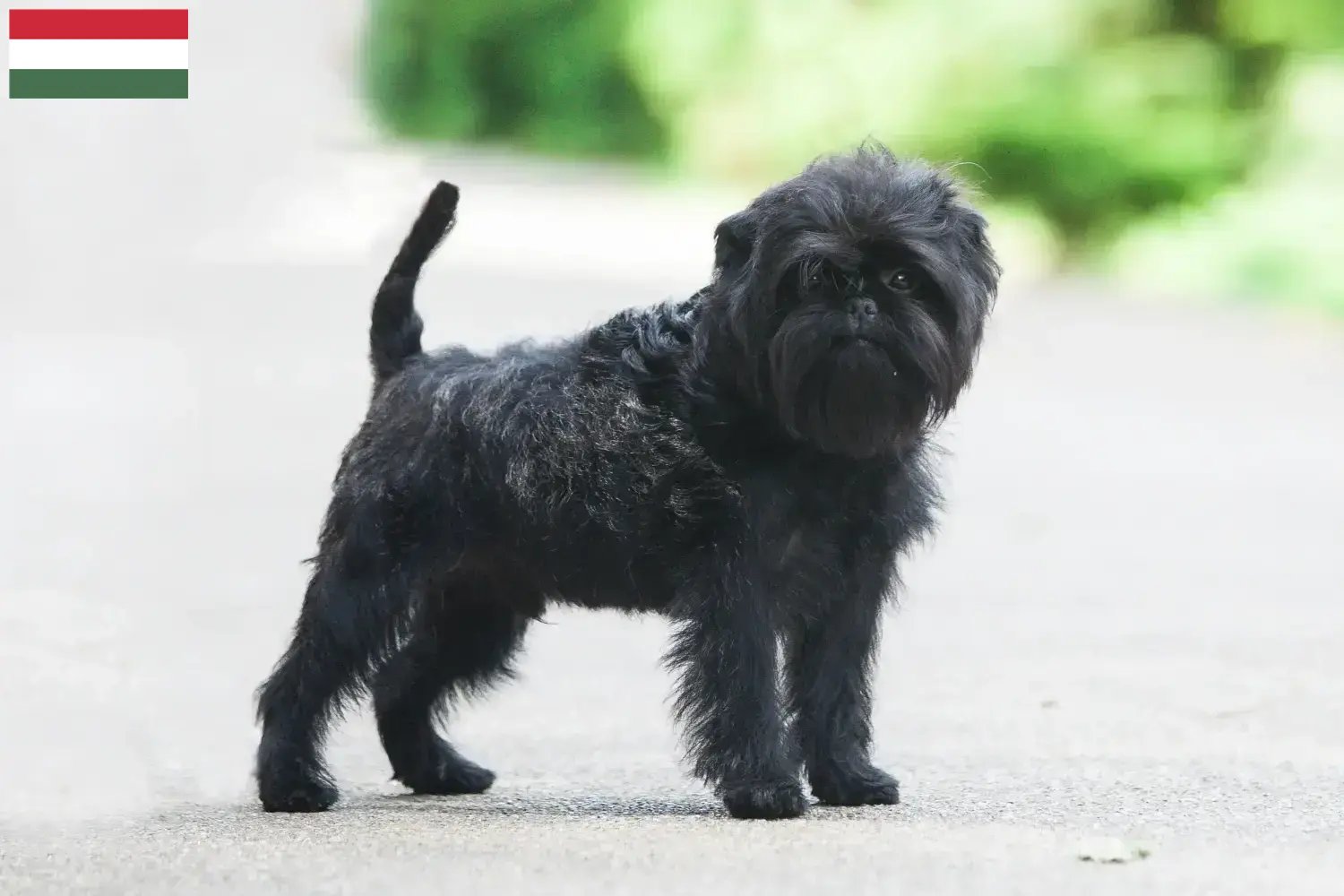 Cuccioli di Affenpinscher e allevatori Ungheria Qui potete trovare gli allevatori di Affenpinscher in Ungheria.