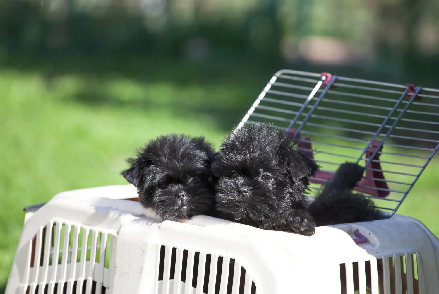 Acquistare un cucciolo di Affenpinscher significa assumersi delle responsabilità! Comprare cuccioli di Affenpinscher.