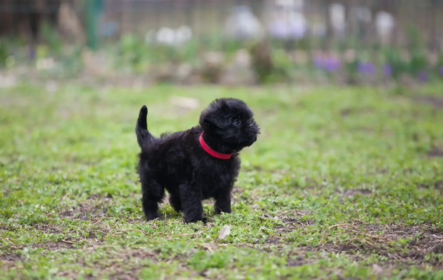 Acquistare un cucciolo di Affenpinscher significa assumersi delle responsabilità! Comprare cuccioli di Affenpinscher.