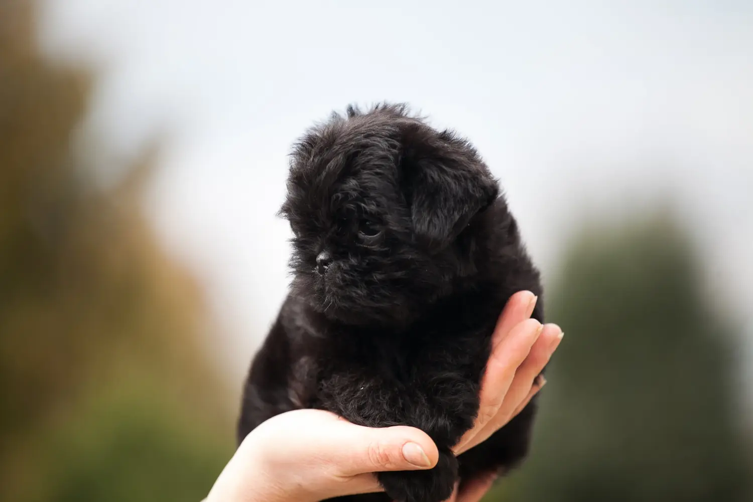 Acquistare un cucciolo di Affenpinscher significa assumersi delle responsabilità! Comprare cuccioli di Affenpinscher.