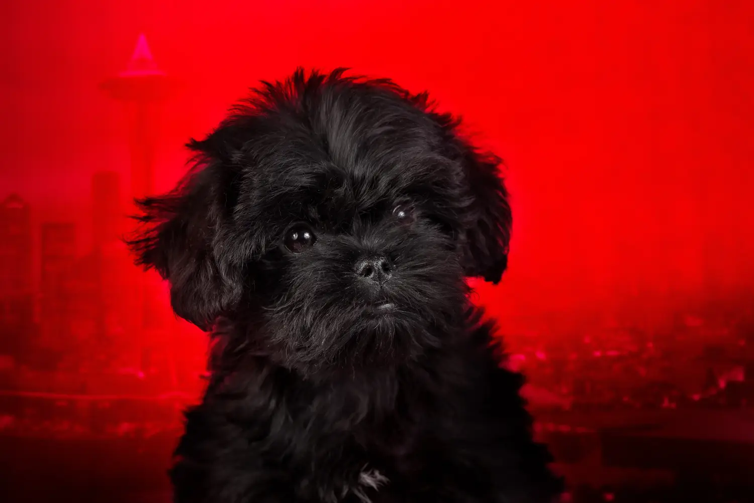 Acquistare un cucciolo di Affenpinscher significa assumersi delle responsabilità! Comprare cuccioli di Affenpinscher.