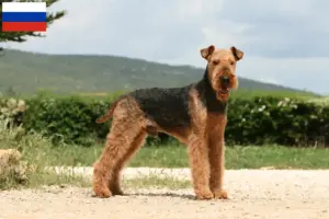 Scopri di più sull'articolo Allevatori di Airedale Terrier e cuccioli in Russia