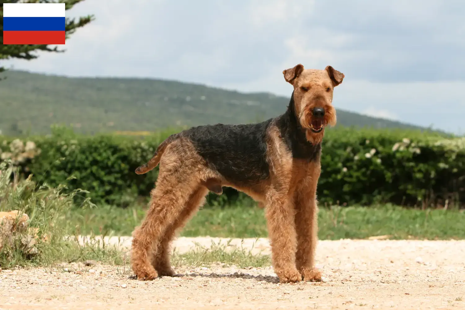 Scopri di più sull'articolo Allevatori di Airedale Terrier e cuccioli in Russia