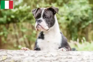 Scopri di più sull'articolo Allevatori di Bulldog Continentali e cuccioli in Italia