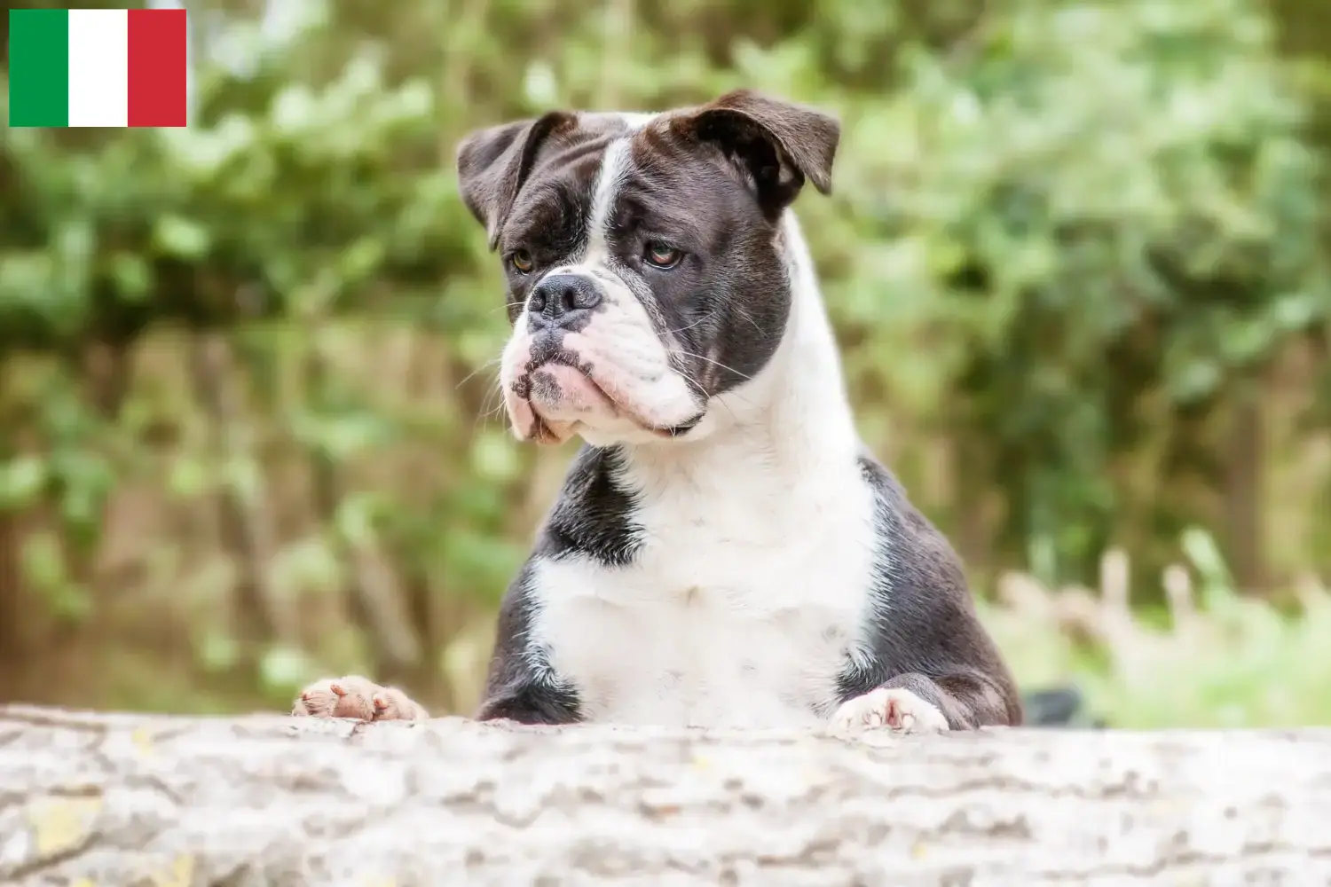 Cuccioli di Bulldog Continentale e allevatori Italia Qui potete trovare gli allevatori di Bulldog Continentali in Italia.