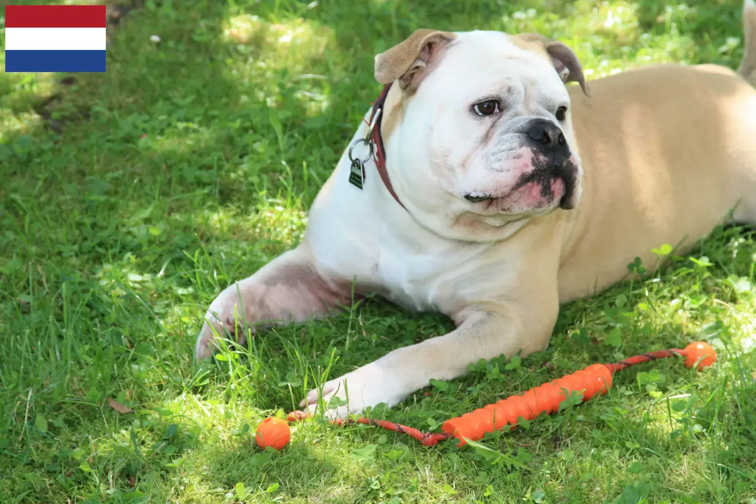 Cuccioli di Bulldog Continentale e allevatori Paesi Bassi Trova gli allevatori di Bulldog Continentali in Olanda.