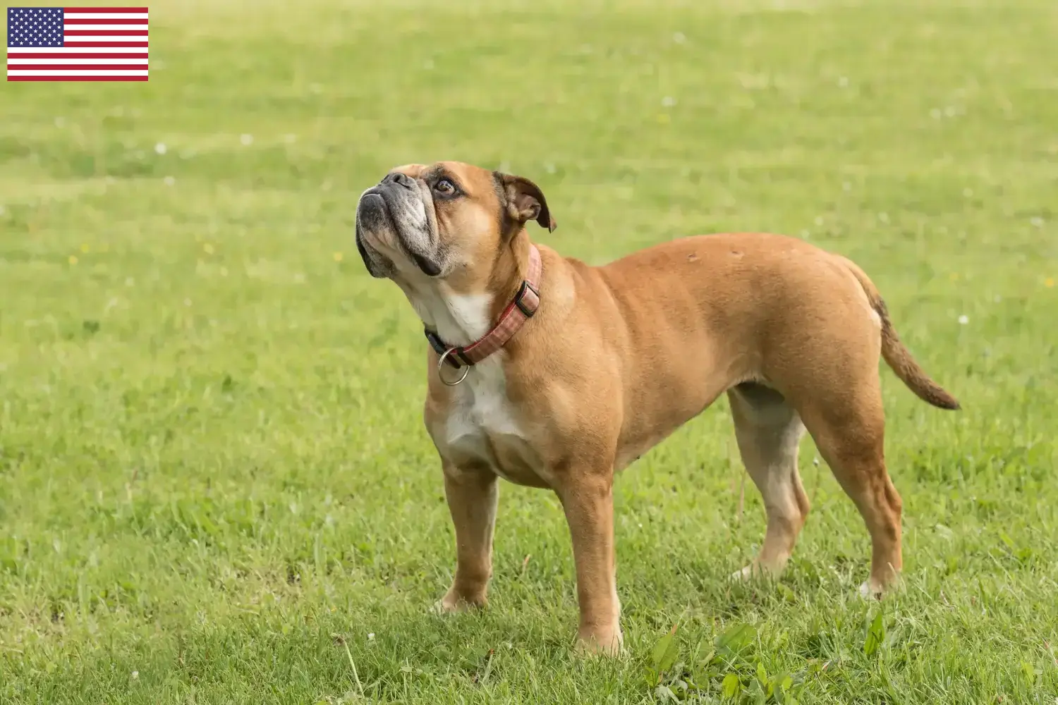 Scopri di più sull'articolo Allevatori di Bulldog Continentali e cuccioli in USA