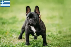 Scopri di più sull'articolo Allevatori di Bulldog Francese e cuccioli in Grecia