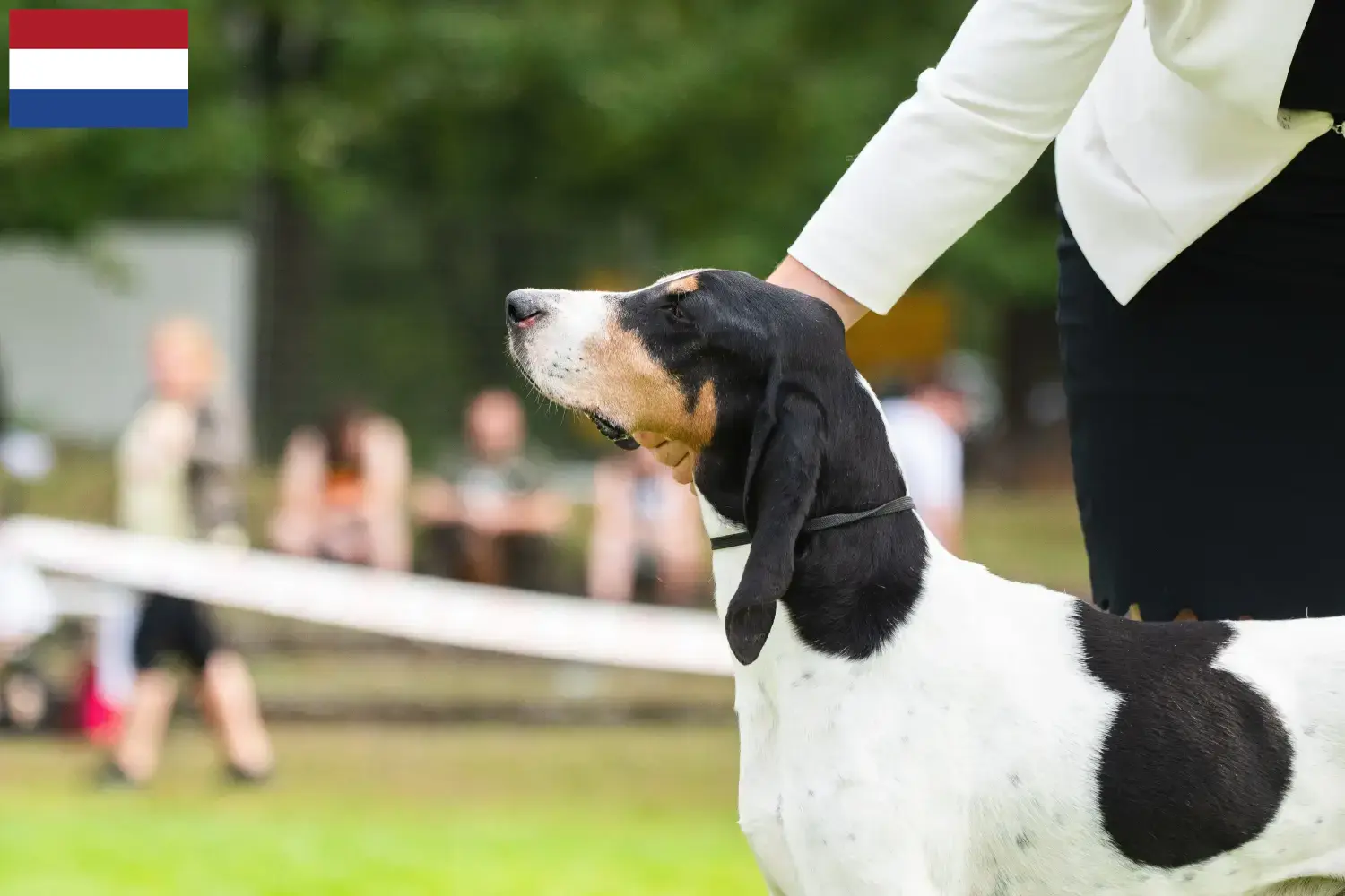 Cuccioli di cane da caccia svizzero e allevatori Paesi Bassi Qui potete trovare gli allevatori di cani da corsa svizzeri nei Paesi Bassi.
