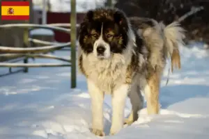 Scopri di più sull'articolo Allevatore di cani da pastore del Caucaso e cuccioli in Spagna