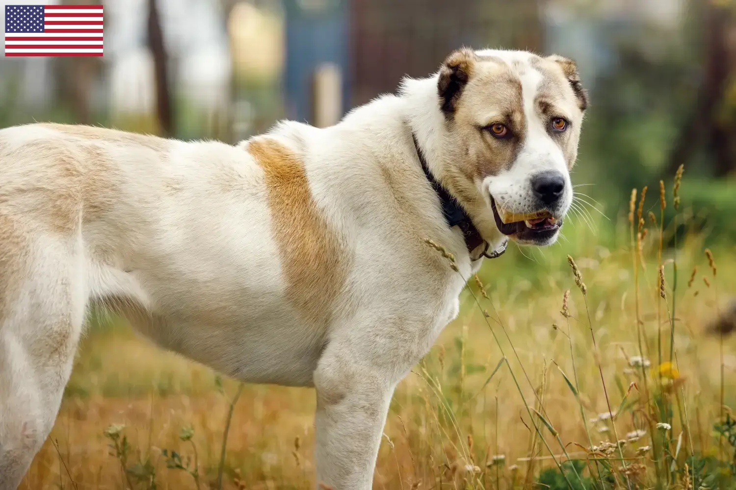Cuccioli di Pastore dell'Asia Centrale e allevatori USA Trova qui gli allevatori di cani da pastore dell'Asia centrale negli Stati Uniti.